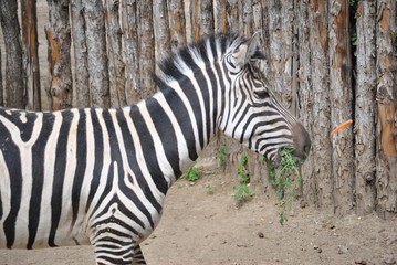 zebra in zoo