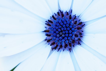 Osteospermum White flower blue center.