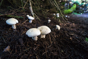 white mushrooms growing in forest canopy