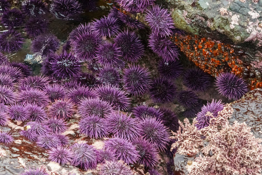 purple sea urchins