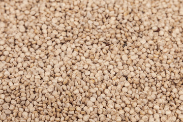 Fototapeta premium White Quinoa Seeds - Chenopodium quinoa