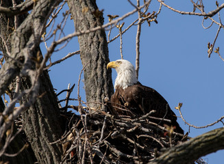 Bald Eagle Mother sitting on the nest
