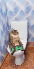 Cat with a tablet sitting in the toilet - obrazy, fototapety, plakaty