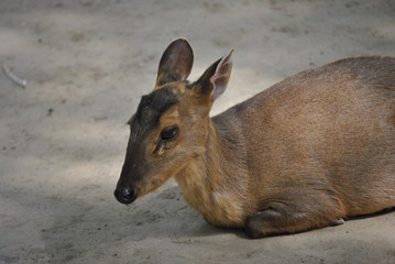 young deer in the zoo