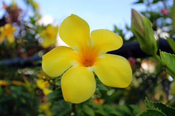fleurs de frangipanniers aux seychelles © Arnaud