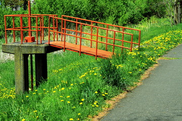 春のタンポポ咲いている公園