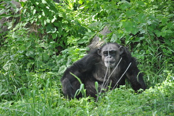 A Chimpanzee in the wild