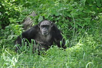 A Chimpanzee in the wild