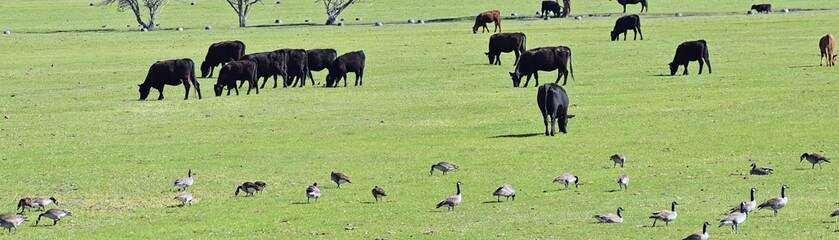 Herd of Cows and Gaggle of Canadian Geese (Branta canadensis) grazing and pecking together in harmony in a rural farm in Bluffdale, Utah. United States of America.