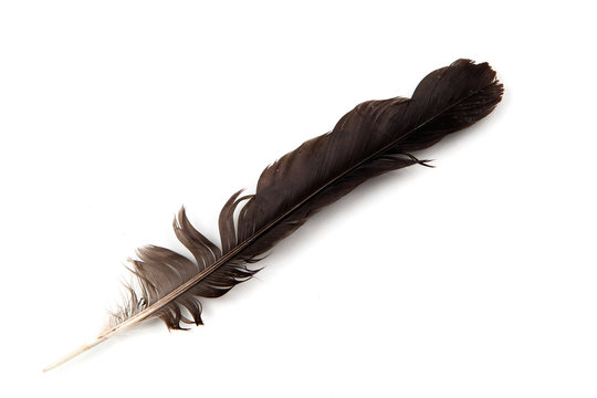 Black Feather Bird On White Background