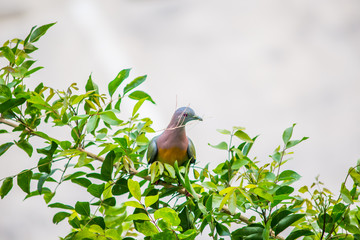 Collared dove in nature on tree at thailand
