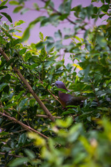 Collared dove in nature on tree at thailand
