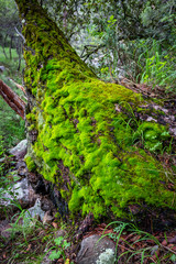 Moss grows heavy on a decaying tree stump along Turkey Creek in the Chiricahua Mountains of southern Arizona.