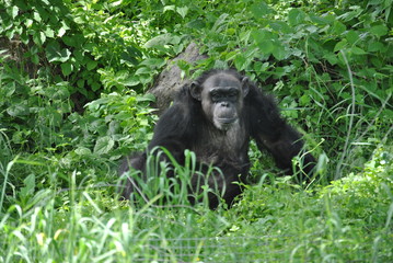 Chimpanzee