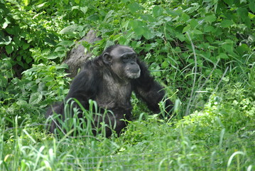 Chimpanzee