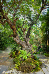 Obraz premium Trees, mosses and ferns grow beautiful in the garden.