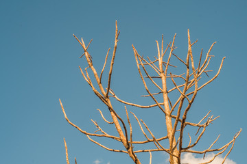 Dry branches of brown with bright blue sky in the wild in thailand.