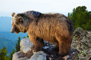 bear  in wildness area