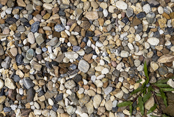 Stone background, green grass growing in stone floor, nature concept, outdoor day light