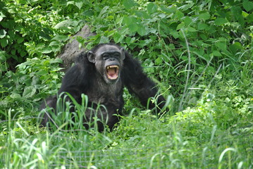 African chimp in the wild