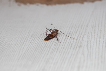 A dragonfly lying on a white table