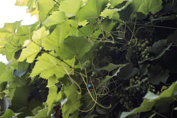 The lush green plants in the summer