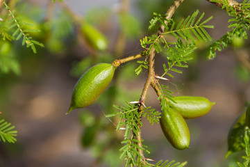 green fruit of the acacia in summer