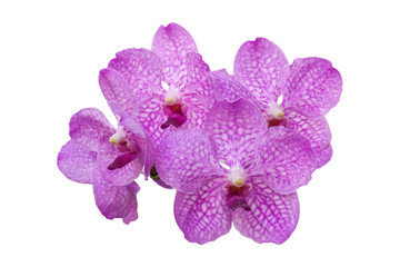 blooming beautiful vivid pink vanda orchid  isolated on white background included clipping path