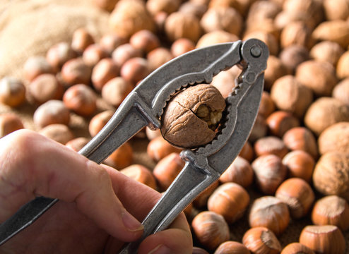 Cracking The Walnut Using Nut Cracker In Man Hand