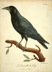 Illustration of bird - 205472994