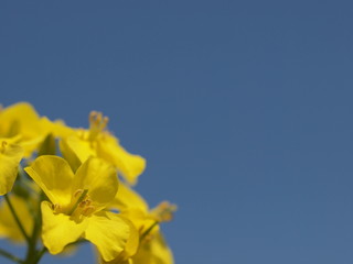 快晴の日の菜の花