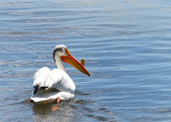 White Pelican swimming in blue water, algae stuck on the protrusion on its large beak, which is shed by the end of the breeding season.