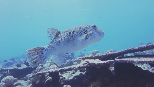 Underwater Tracking Shot Of A Starry Puffer Fish, Arothron Stellatus, A Giant Puffer Swimming Over A Coral Reef In The Maldives.
