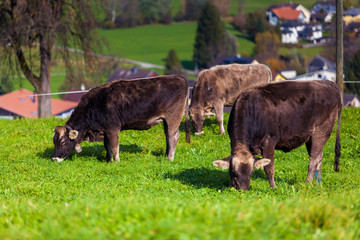 Fototapeta premium Cow on a summer pasture. cows in a field