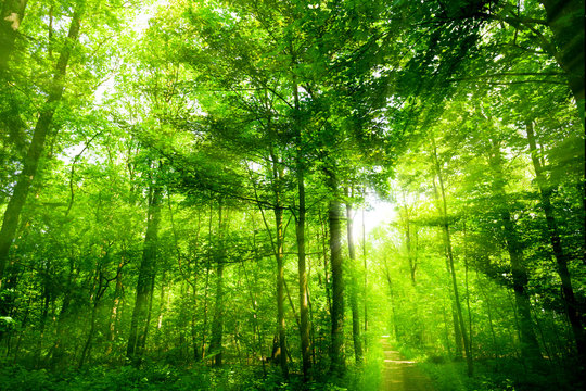 beautiful green forest.  forest with sunshine