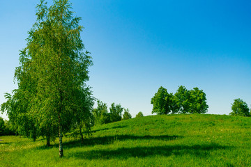 Green spring field. grass field