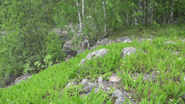 camera moves on the spring wood lengthways a glade with leaves of a lily of the valley