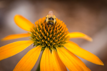 Bee And Flower