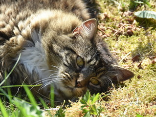 Norwegian forest cat laying in a garden
