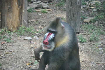 Mandrill