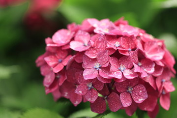 雨上がりのアジサイ