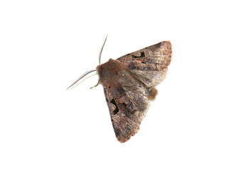 Hebrew Character moth Orthosia gothica showing hind wings on white background