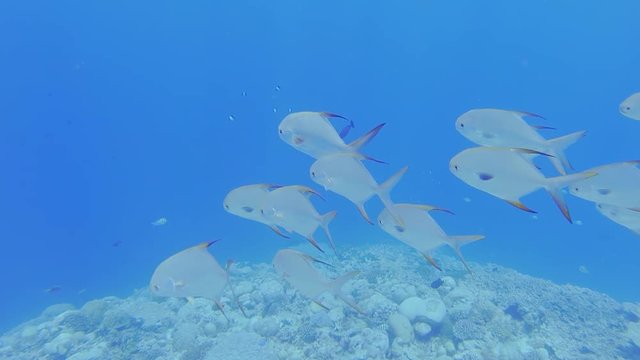 School Of Snub Nosed Dart, Oyster Cracker, Snubnosed Pompano, Trachinotus Blochii, Swimming Over A Reef In The Maldives.