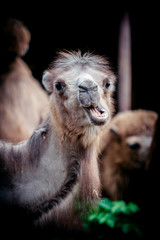 Portrait of camel. Camelus bactrianus