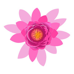 Beautiful pink lotus flower blossom isolated on white background. Colorful bloom nature vector illustration
