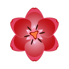 Beautiful overhead red tulip flower blossom isolated on white background. Colorful bloom nature vector illustration