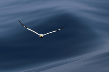 oiseau de mer