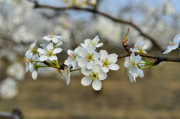 Pear flower in full bloom in spring