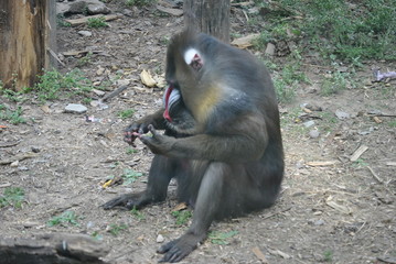Mandrill