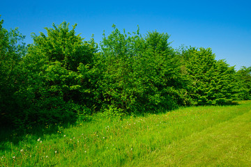 summer of Green field